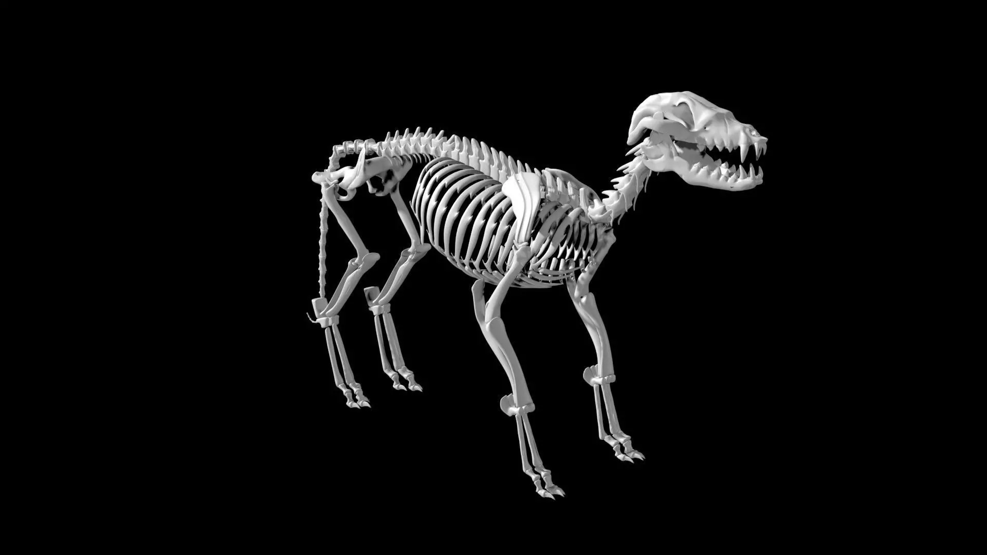 Fox skeleton Low-poly 3D model_0