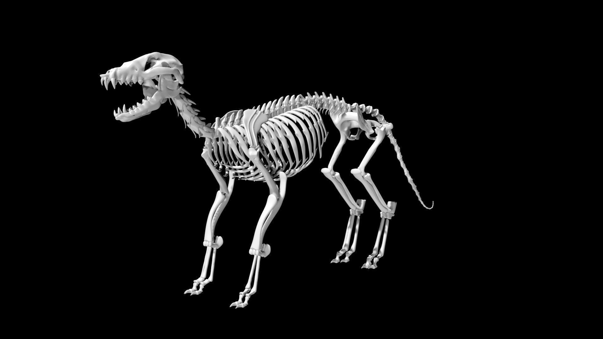 Fox skeleton Low-poly 3D model_3