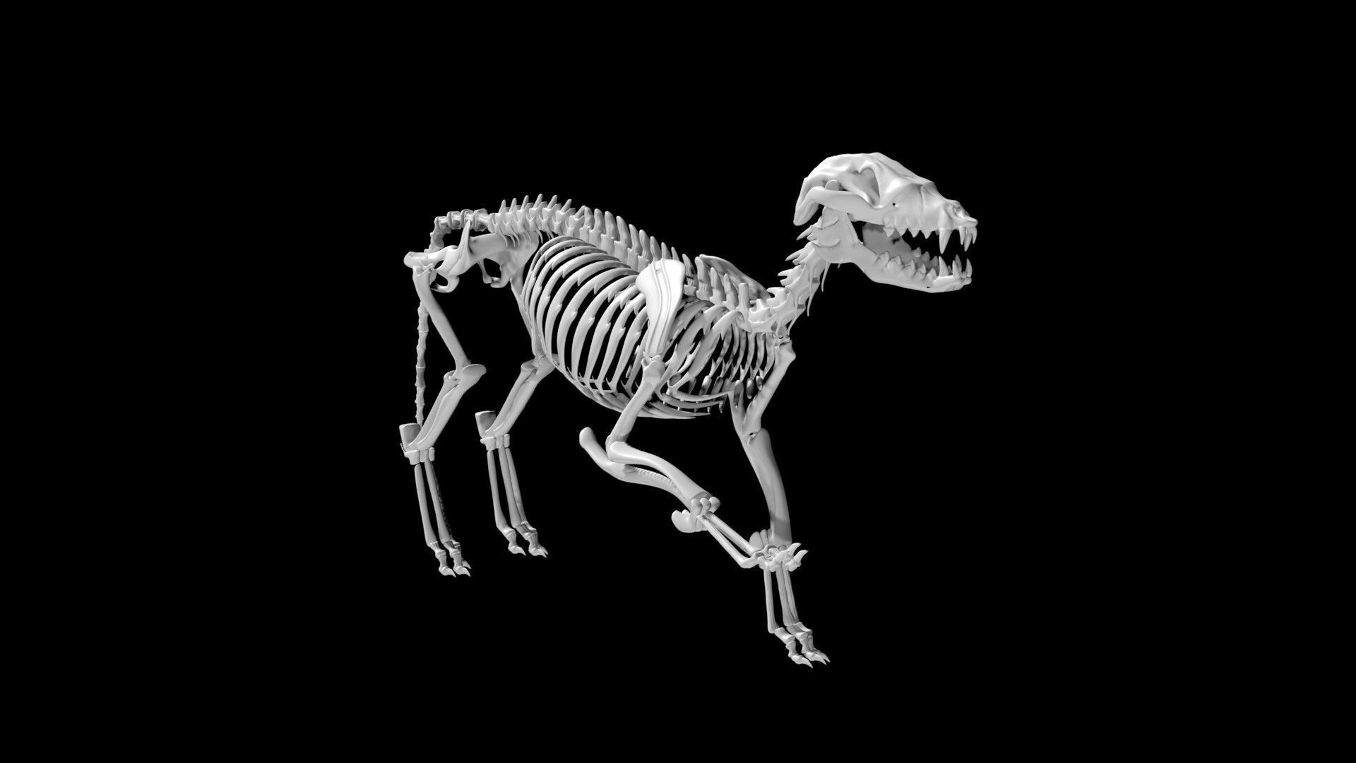 Fox skeleton Low-poly 3D model_1