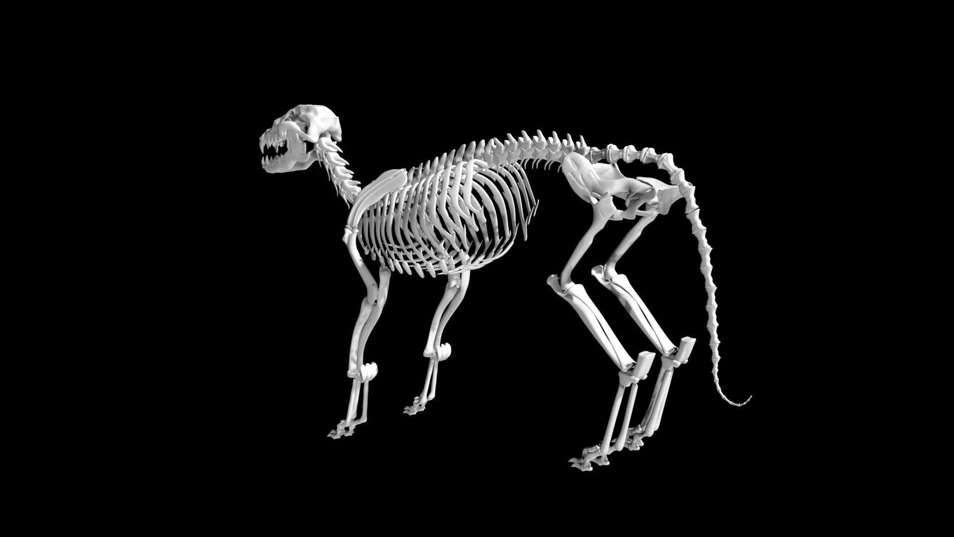 Fox skeleton Low-poly 3D model_6