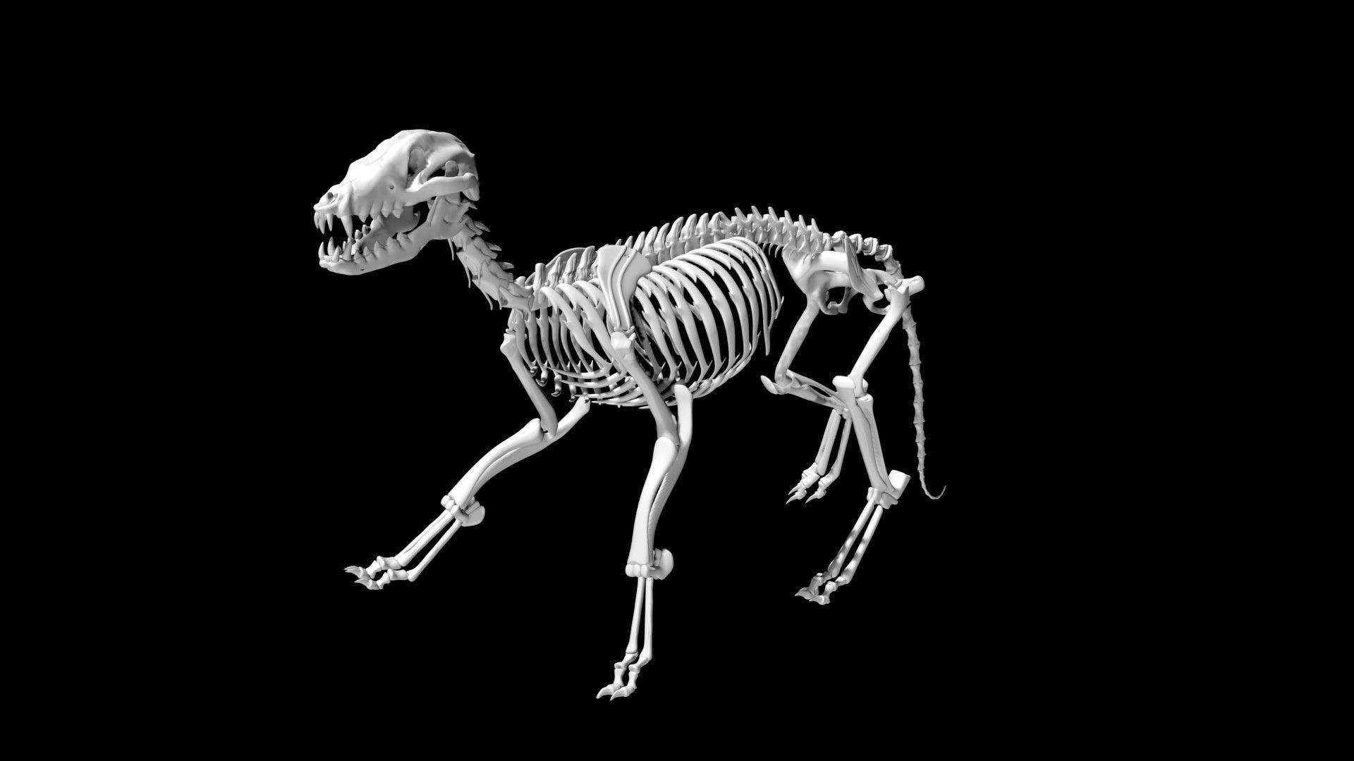 Fox skeleton Low-poly 3D model_5