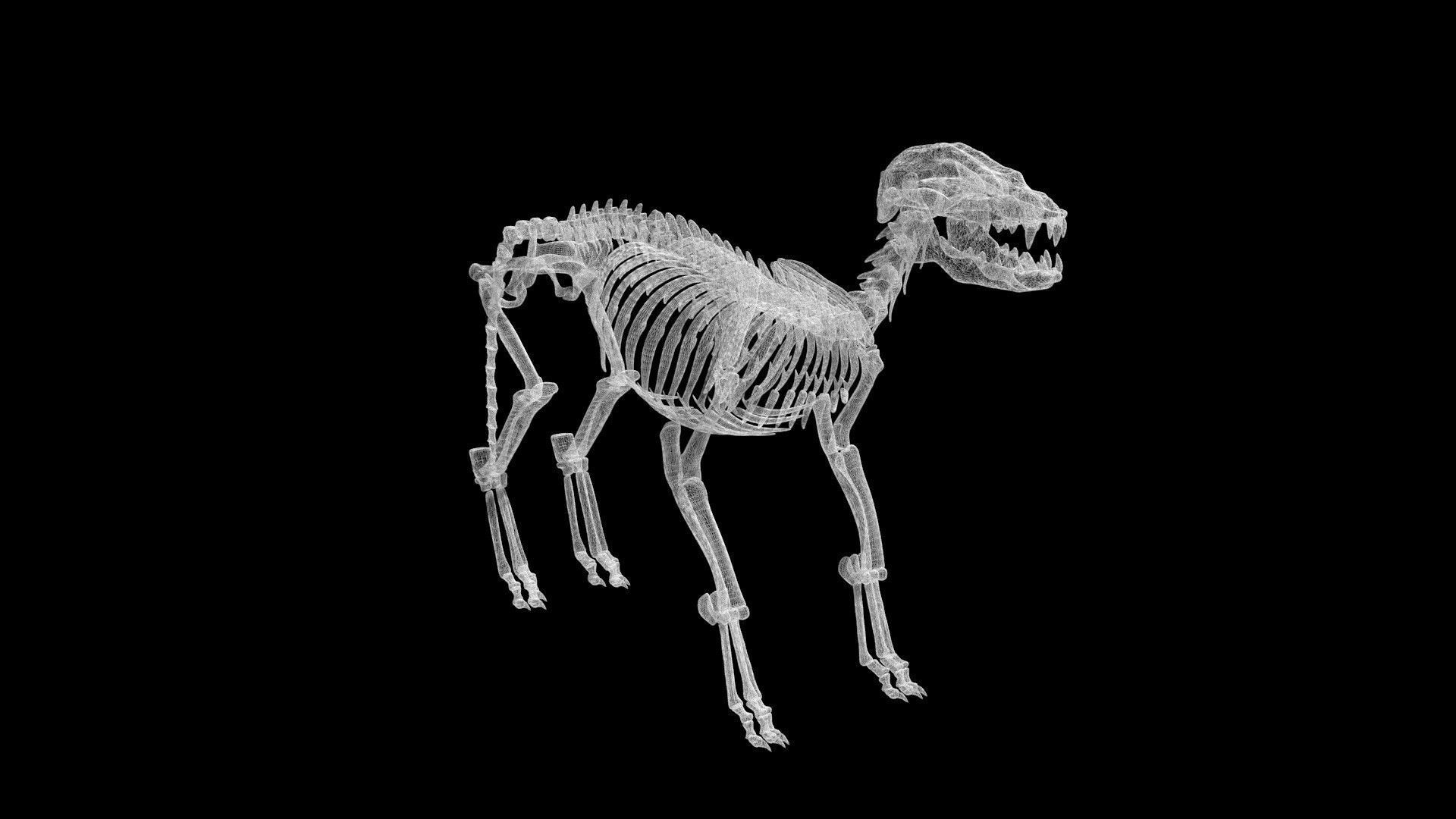 Fox skeleton Low-poly 3D model_8