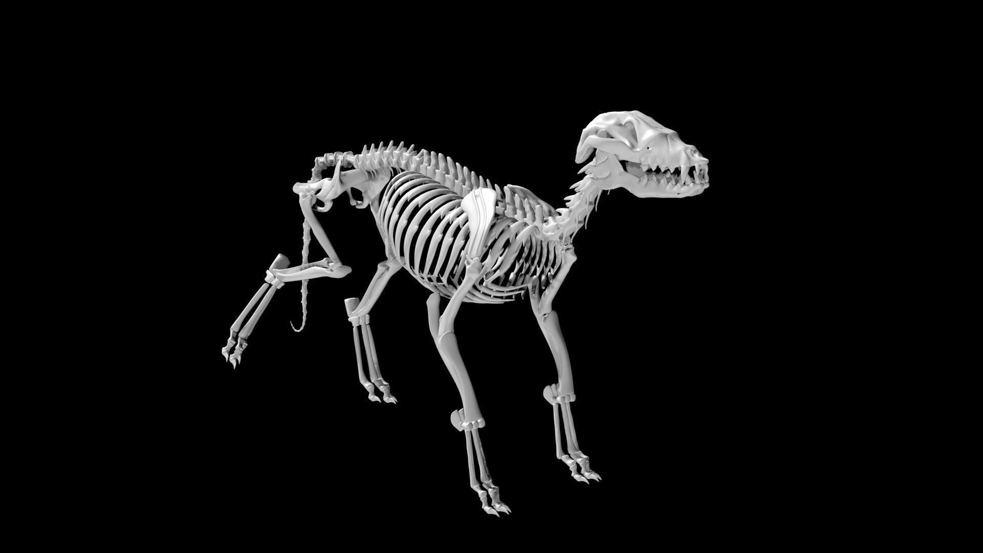 Fox skeleton Low-poly 3D model_2