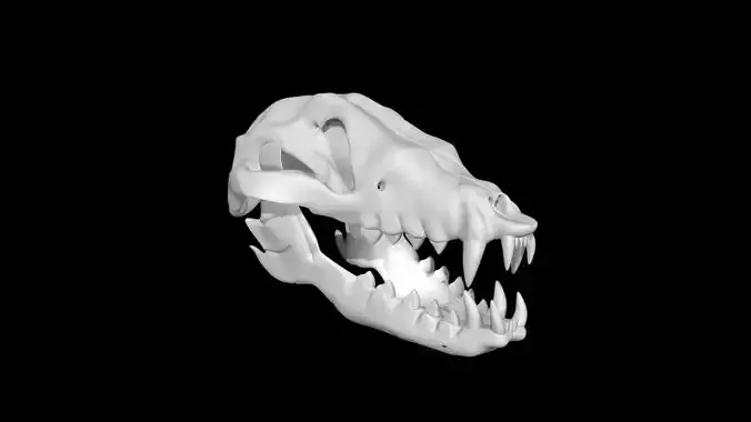 Fox skull