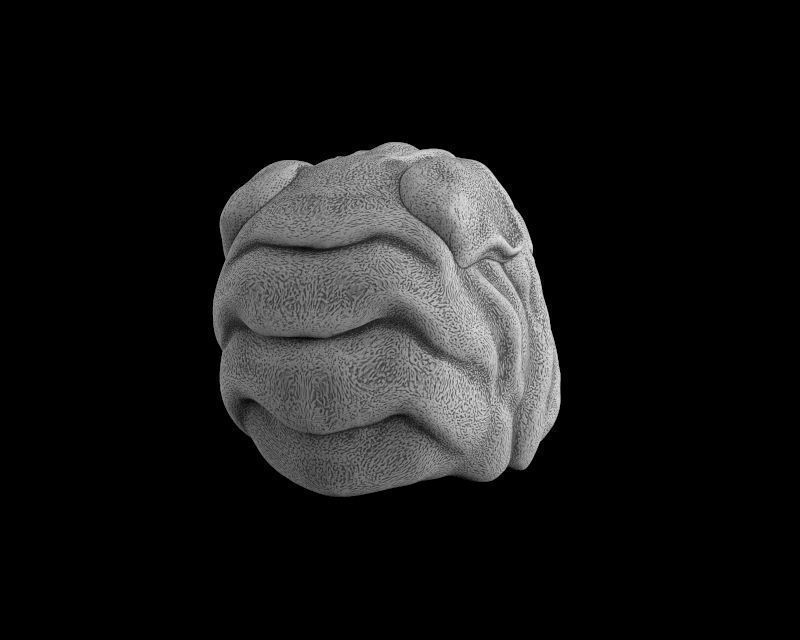 Head dog 3d model for 3d printing 3D print model 3D print model_5