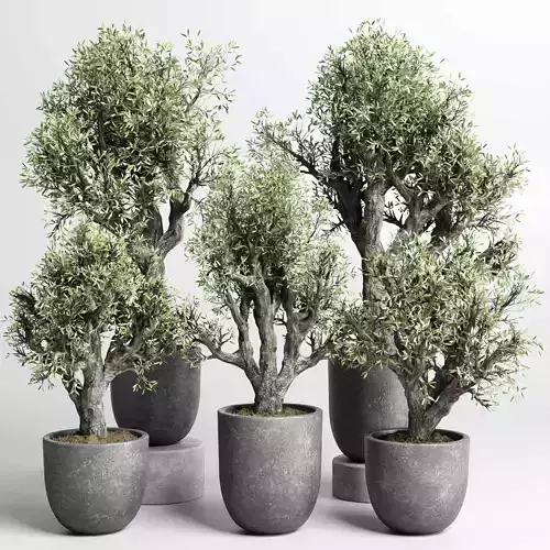 Collection outdoor plant 88 pot old olive tree concrete old vase