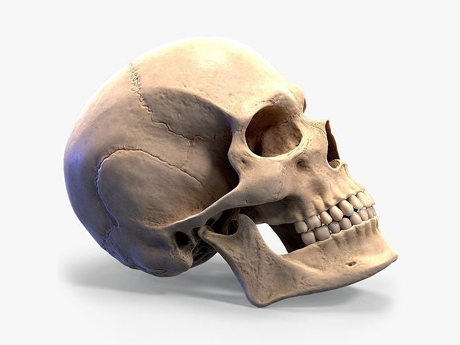 Human skull Low-poly 3D model