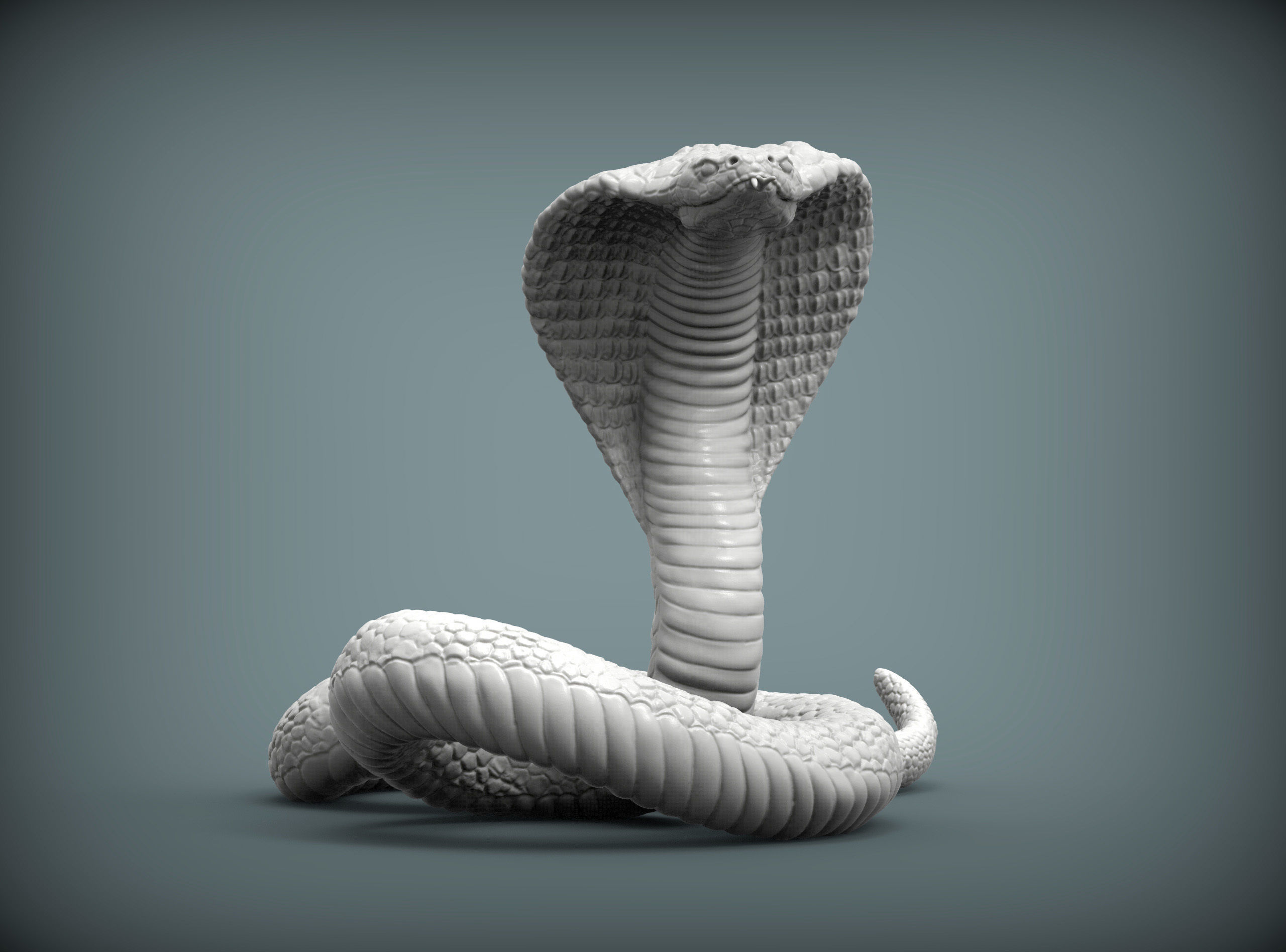 cobra 3D print model snake 3D print model_5