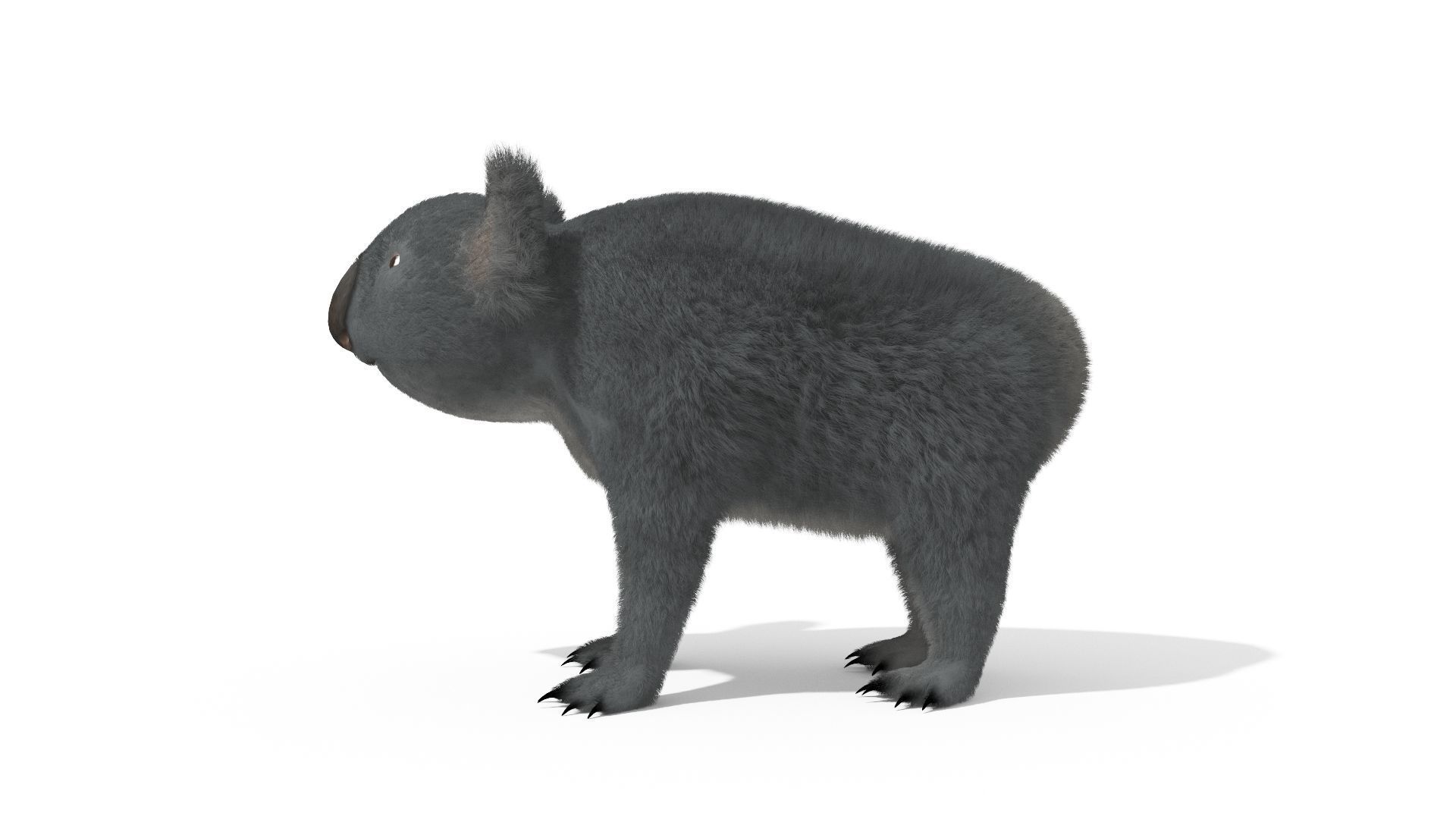 Koala High resolution Australian Animal Low-poly 3D model_3