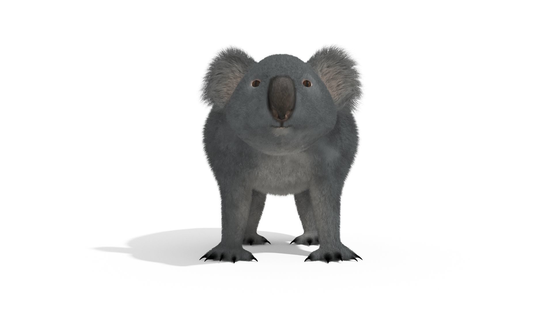 Koala High resolution Australian Animal Low-poly 3D model_2