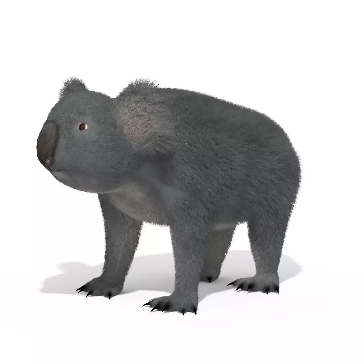 Koala High resolution Australian Animal Low-poly 3D model_0