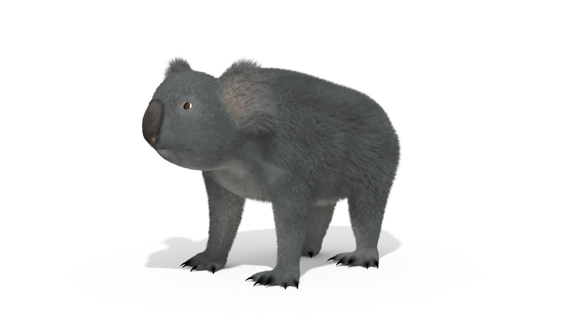 Koala High resolution Australian Animal Low-poly 3D model_1