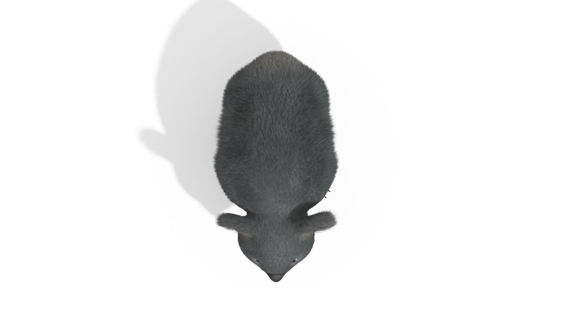 Koala High resolution Australian Animal Low-poly 3D model_4