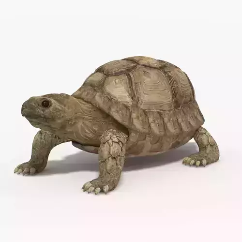 Tortoise High Resolution 3d animal model