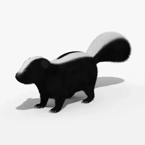 Skunk Animal 3d model