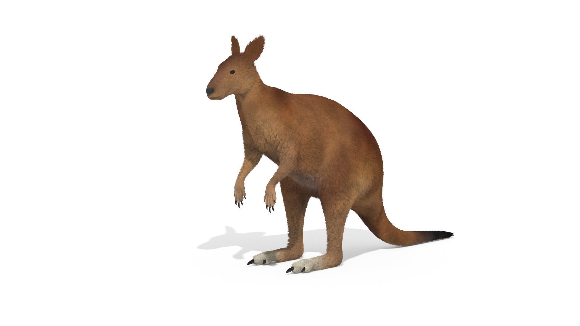 Kangaroo High Poly Australian Animal 3D model_1