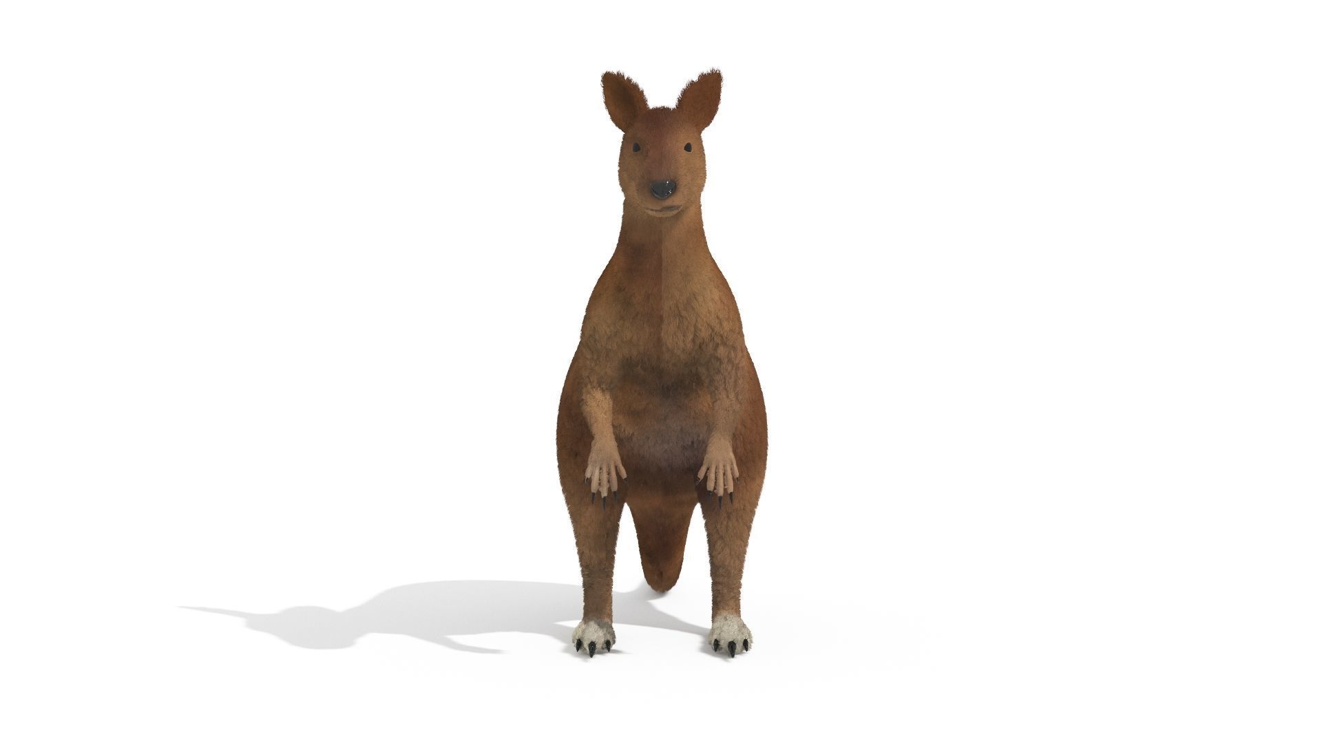 Kangaroo High Poly Australian Animal 3D model_2