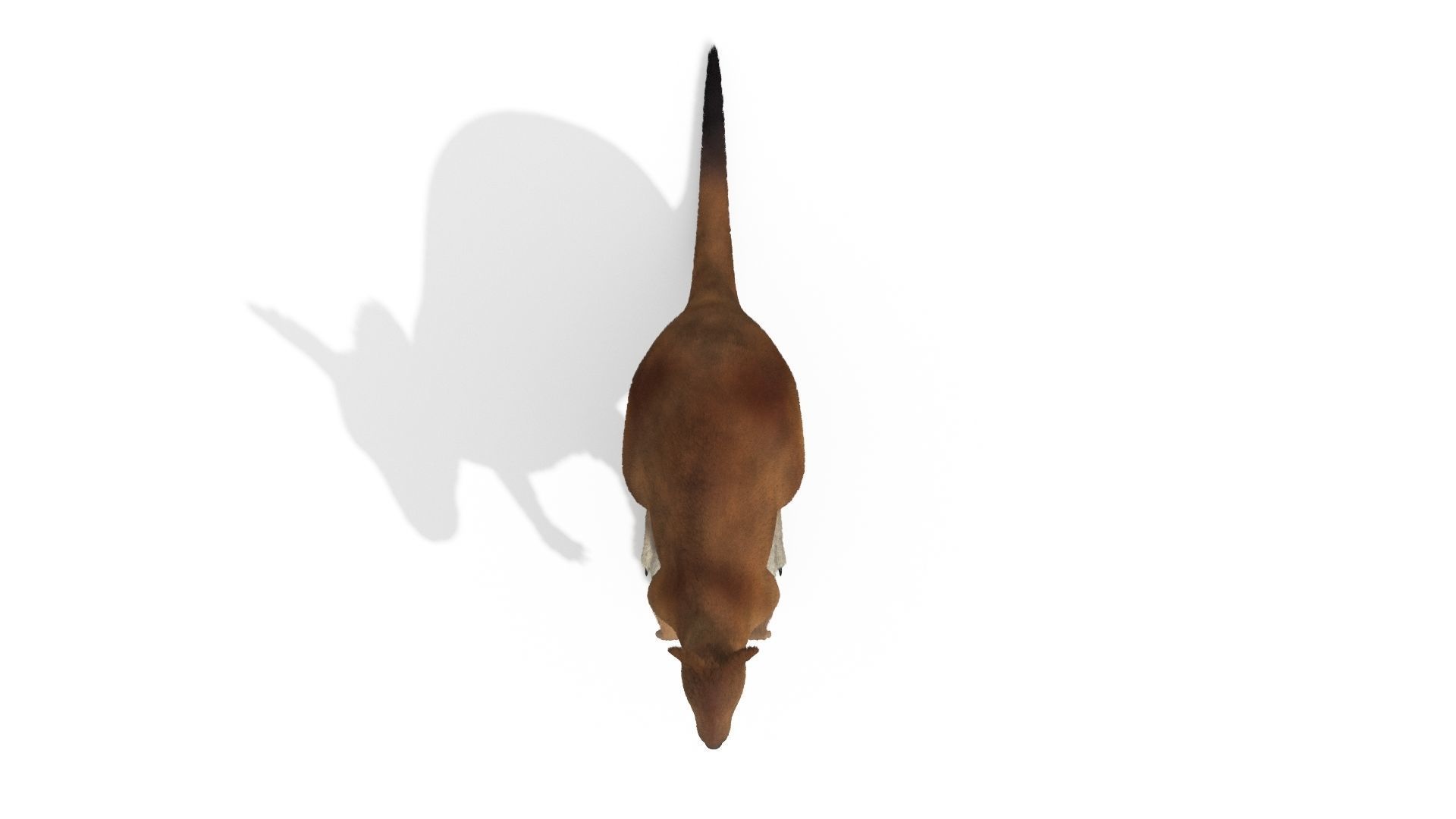 Kangaroo High Poly Australian Animal 3D model_5