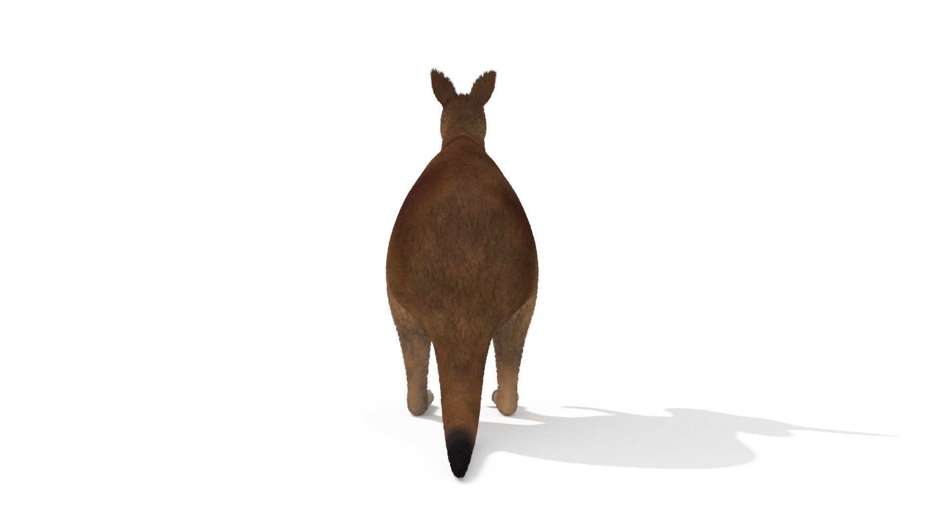 Kangaroo High Poly Australian Animal 3D model_4