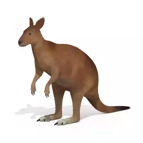 Kangaroo High Poly Australian Animal 3D model
