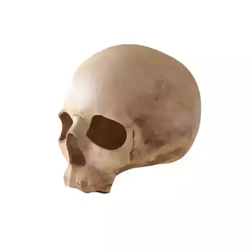 Broken scull 3D model