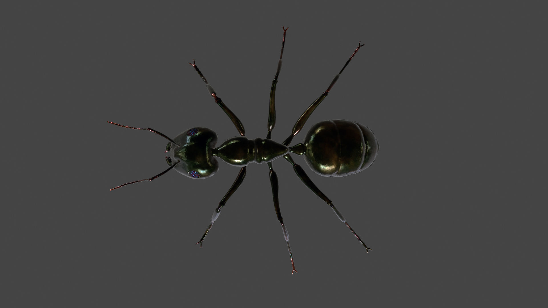 ANTS-002 Rigged Black Ant Low-poly 3D model_2