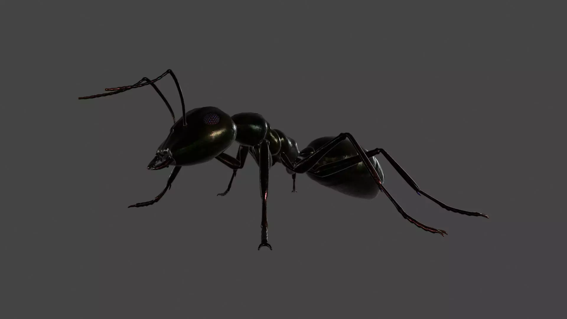 ANTS-002 Rigged Black Ant Low-poly 3D model_0