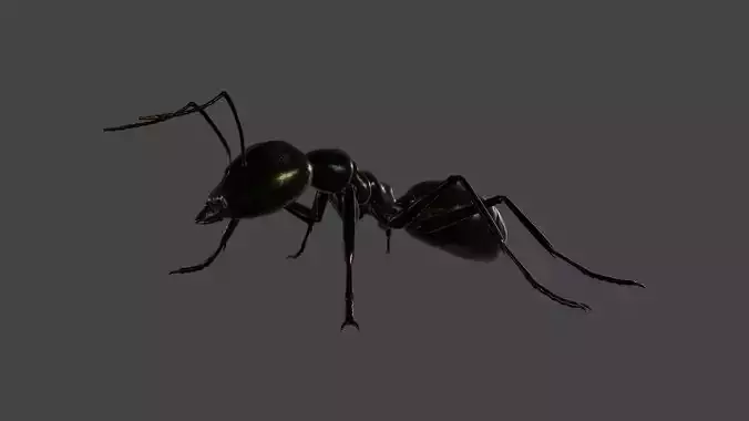 ANTS-002 Rigged Black Ant Low-poly 3D model