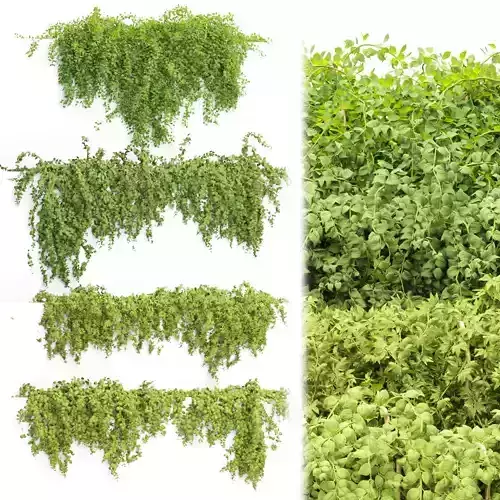 Hanging wall plants collection vol 56 3D model