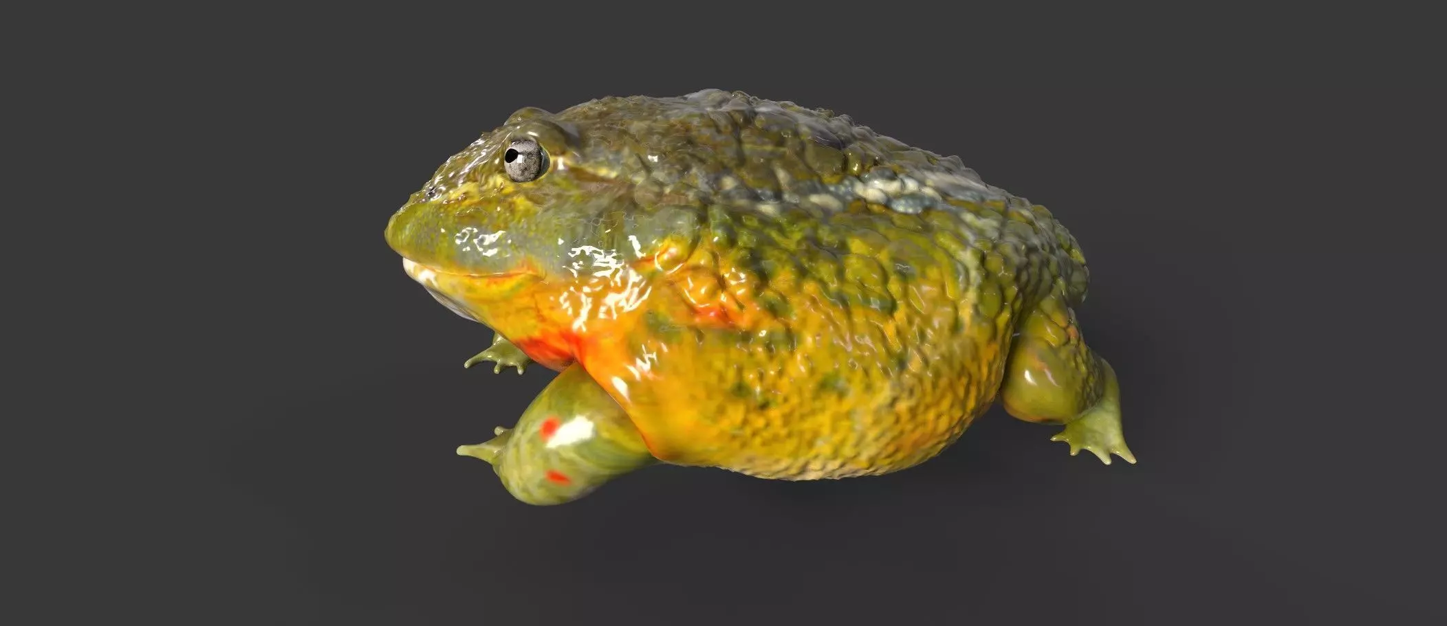 Bullfrog frog Low-poly 3D model
