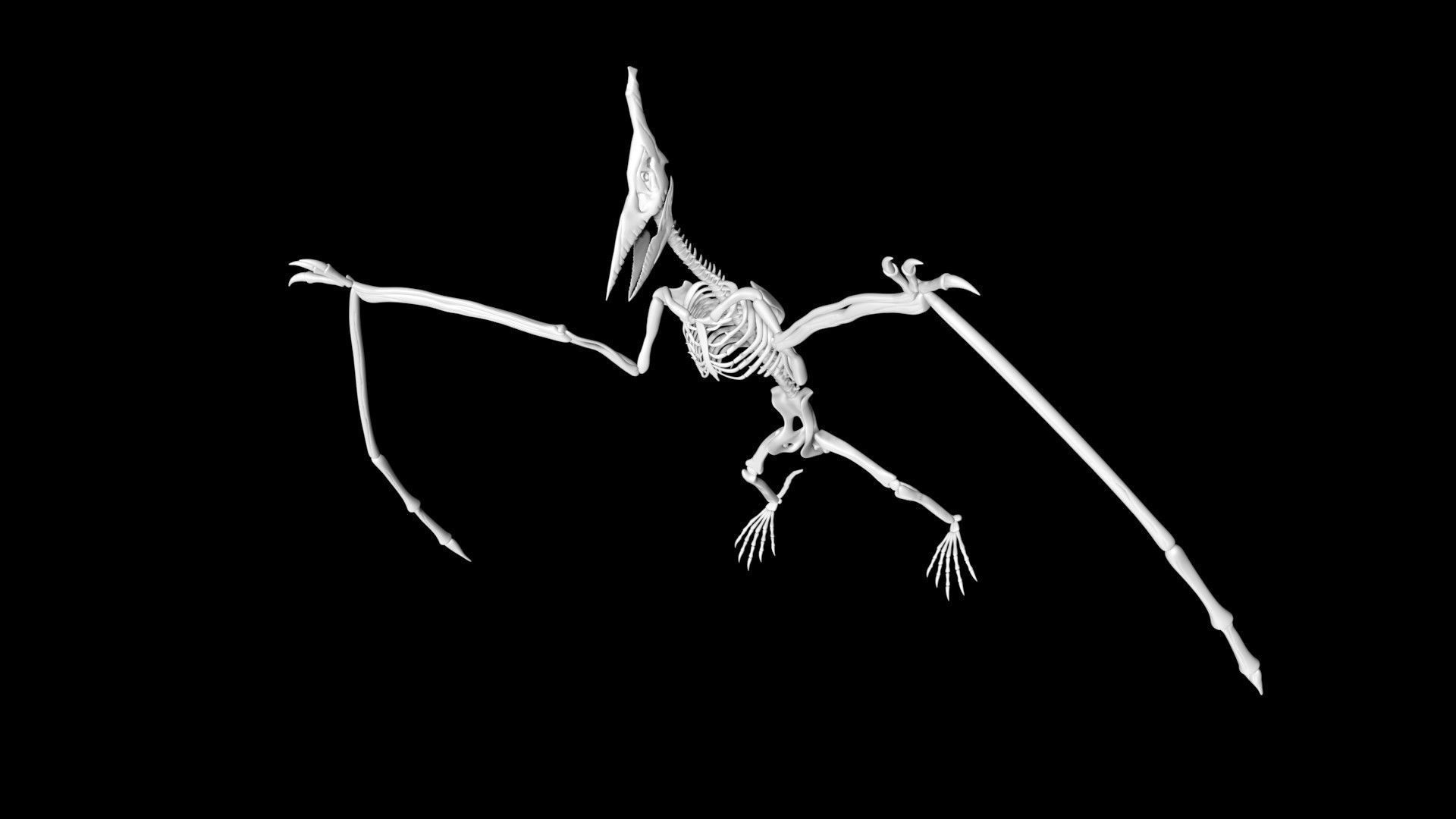 Pterasaur skeleton Low-poly 3D model_7