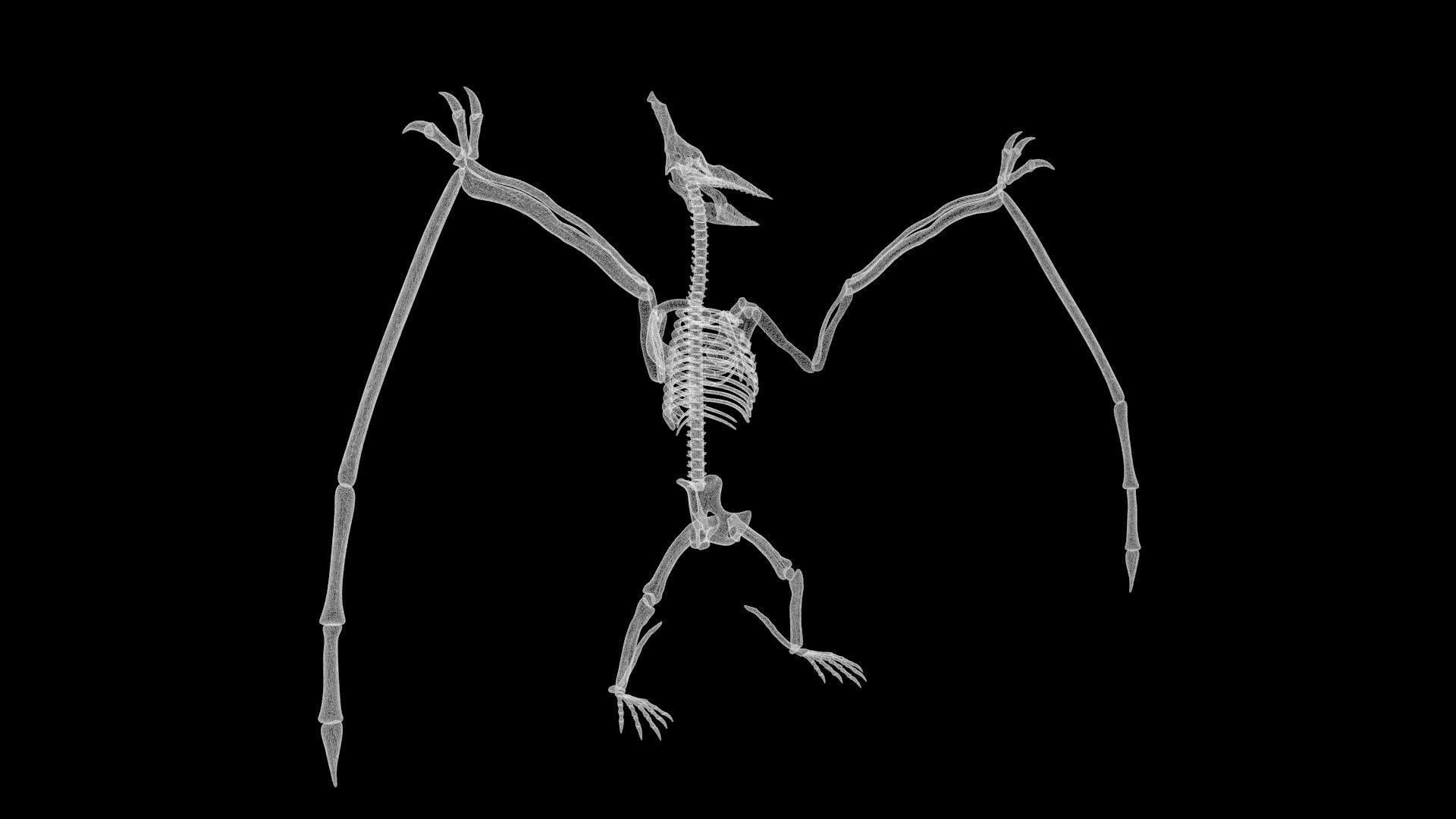 Pterasaur skeleton Low-poly 3D model_8