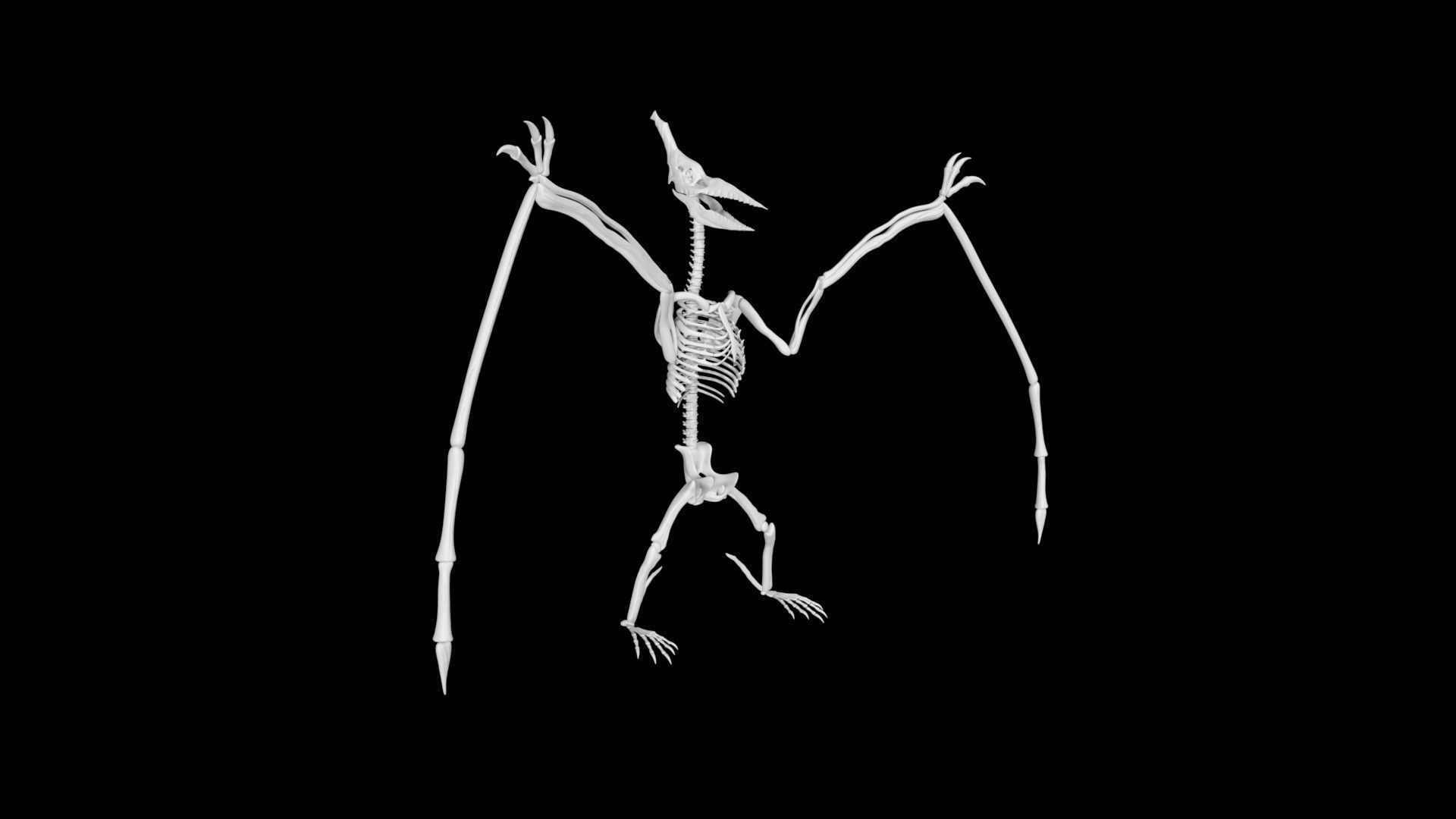 Pterasaur skeleton Low-poly 3D model_4