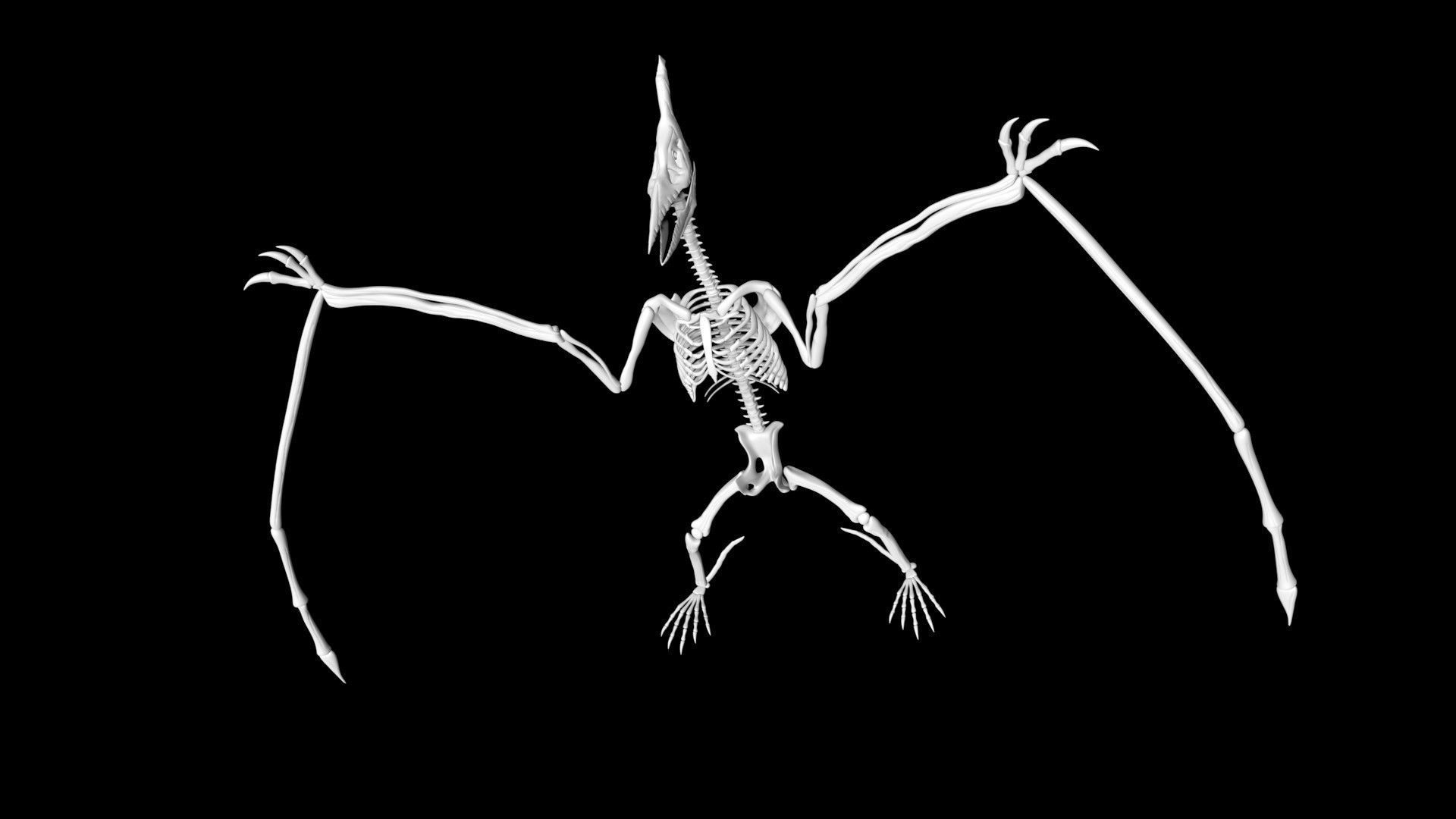 Pterasaur skeleton Low-poly 3D model_6