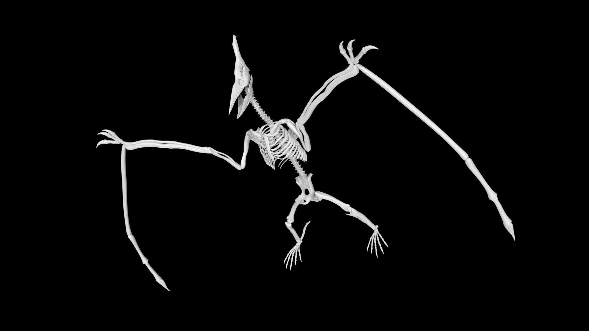 Pterasaur skeleton Low-poly 3D model_3