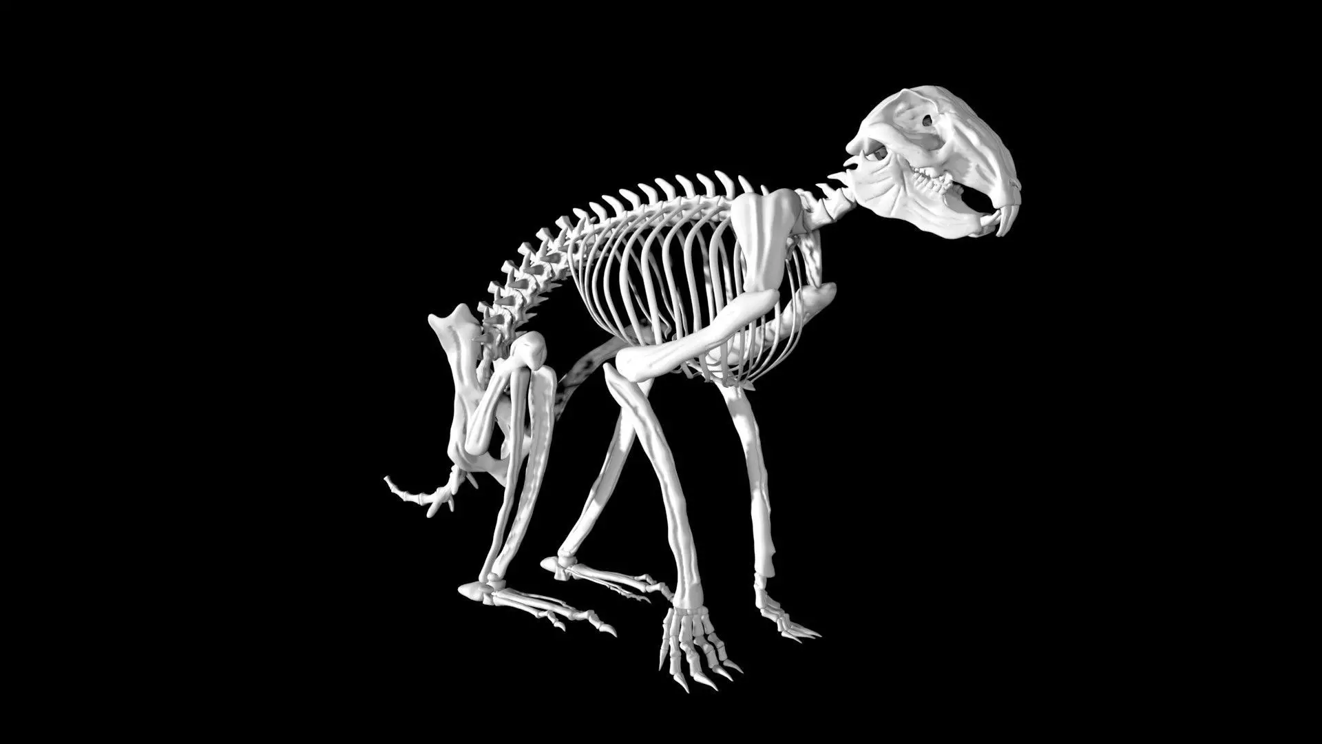 Rabbit skeleton Low-poly 3D model_0