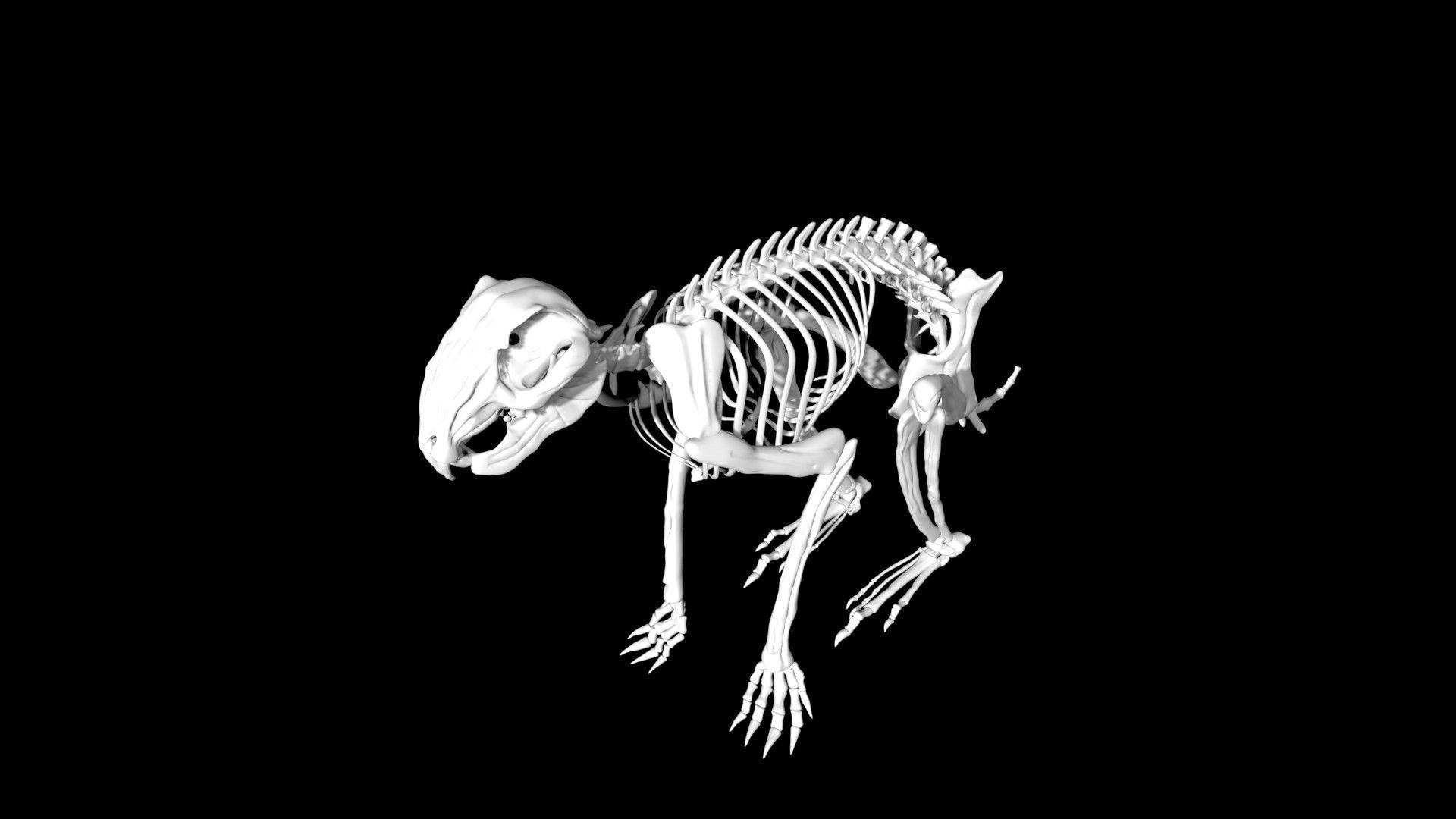 Rabbit skeleton Low-poly 3D model_6
