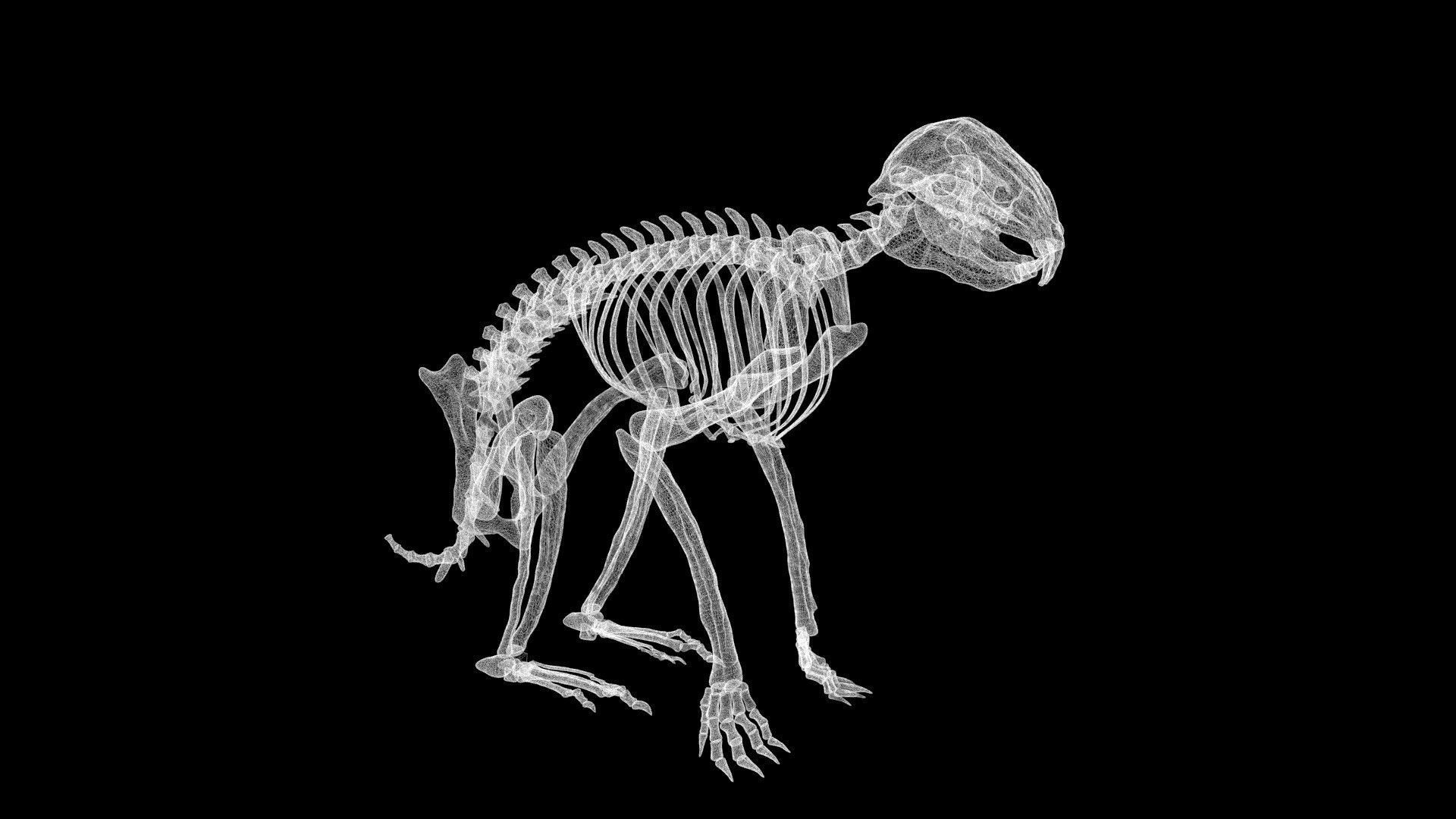 Rabbit skeleton Low-poly 3D model_7