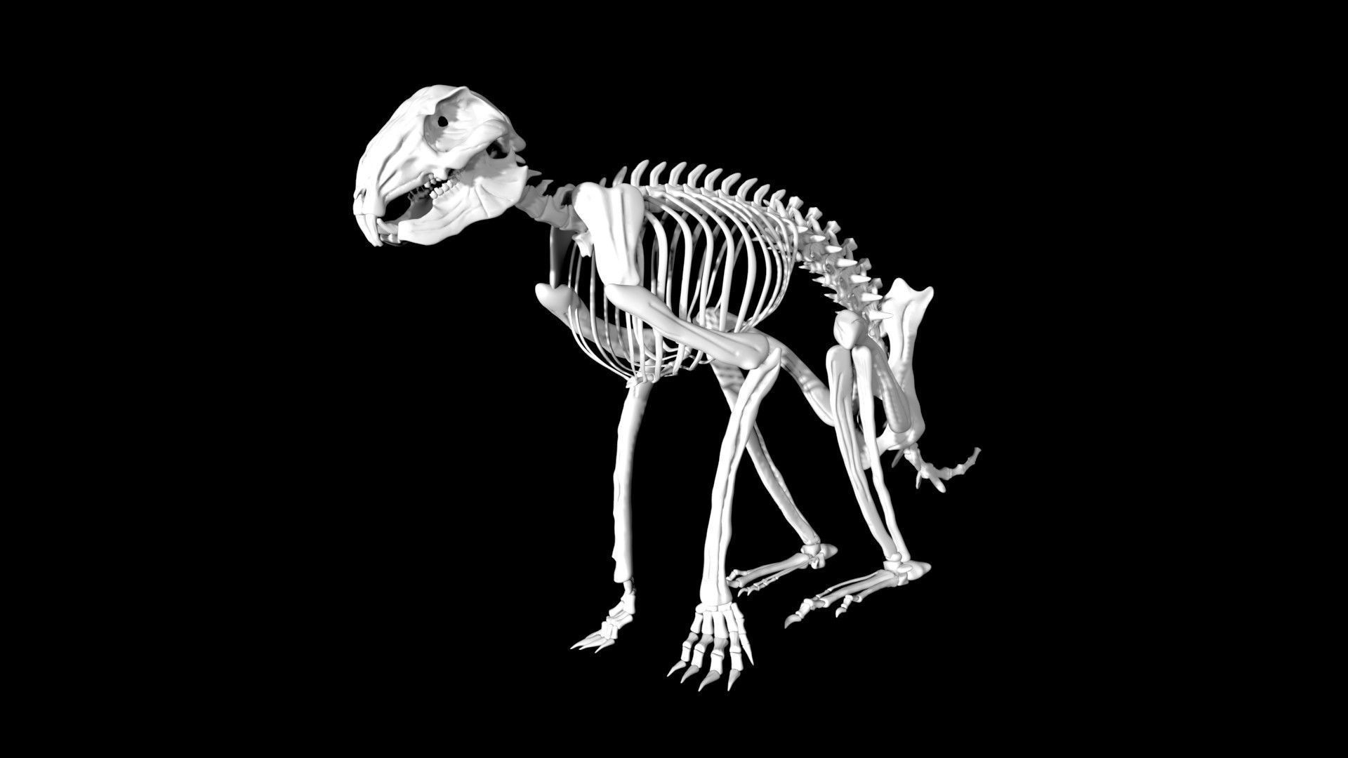 Rabbit skeleton Low-poly 3D model_5