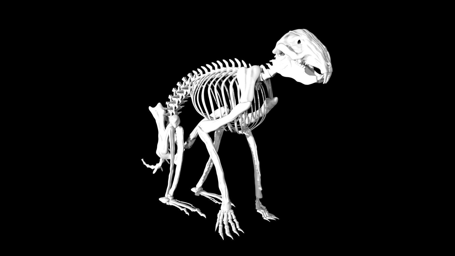 Rabbit skeleton Low-poly 3D model_2