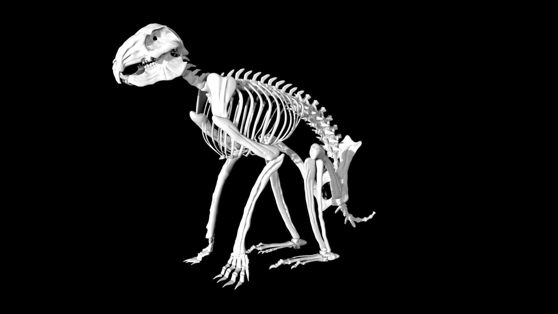 Rabbit skeleton Low-poly 3D model_4