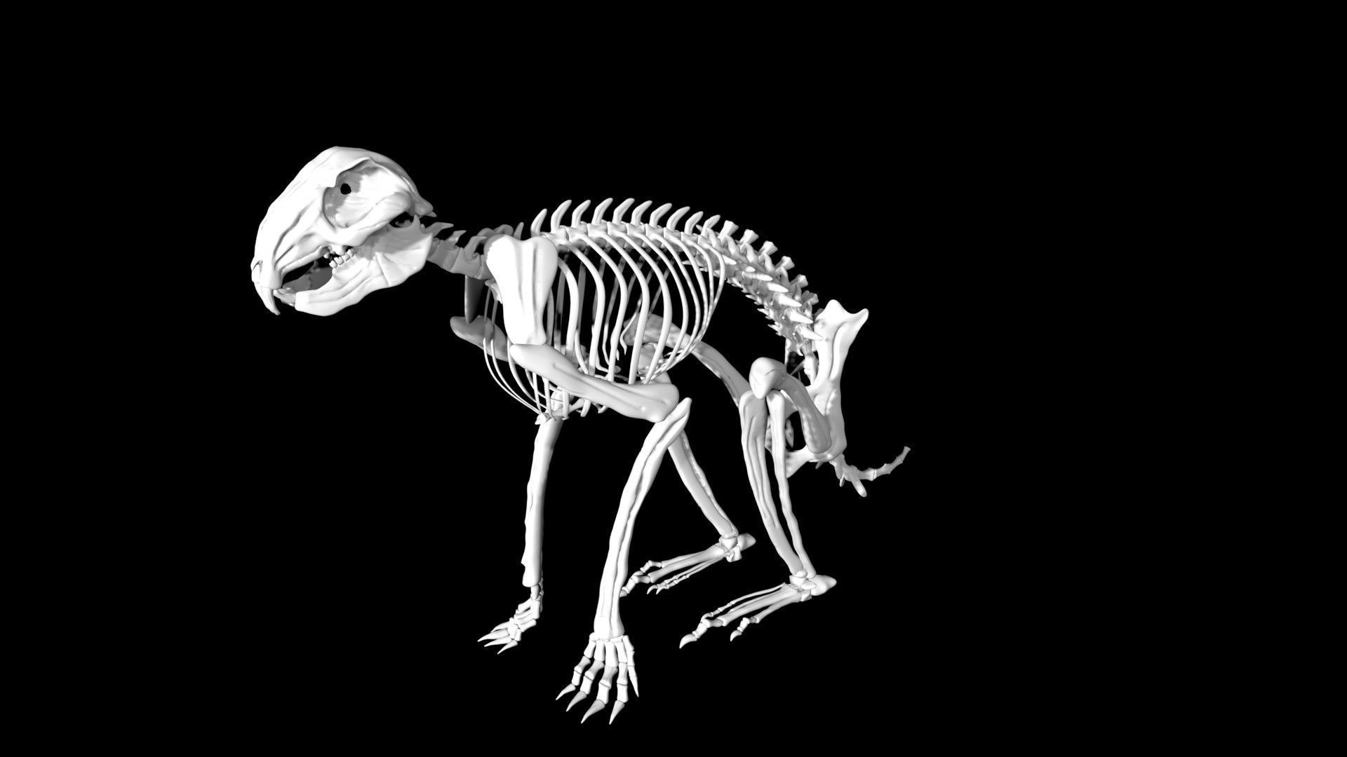 Rabbit skeleton Low-poly 3D model_3