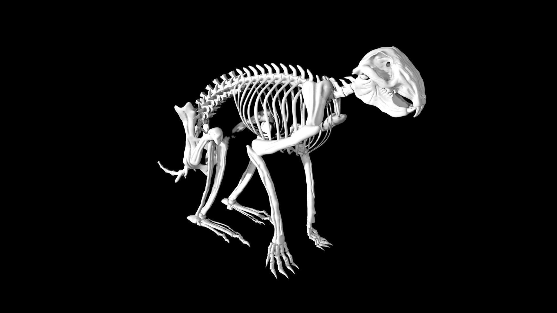 Rabbit skeleton Low-poly 3D model_1