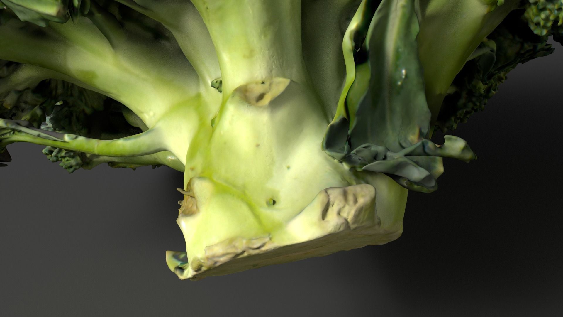 broccoli 3D model_3
