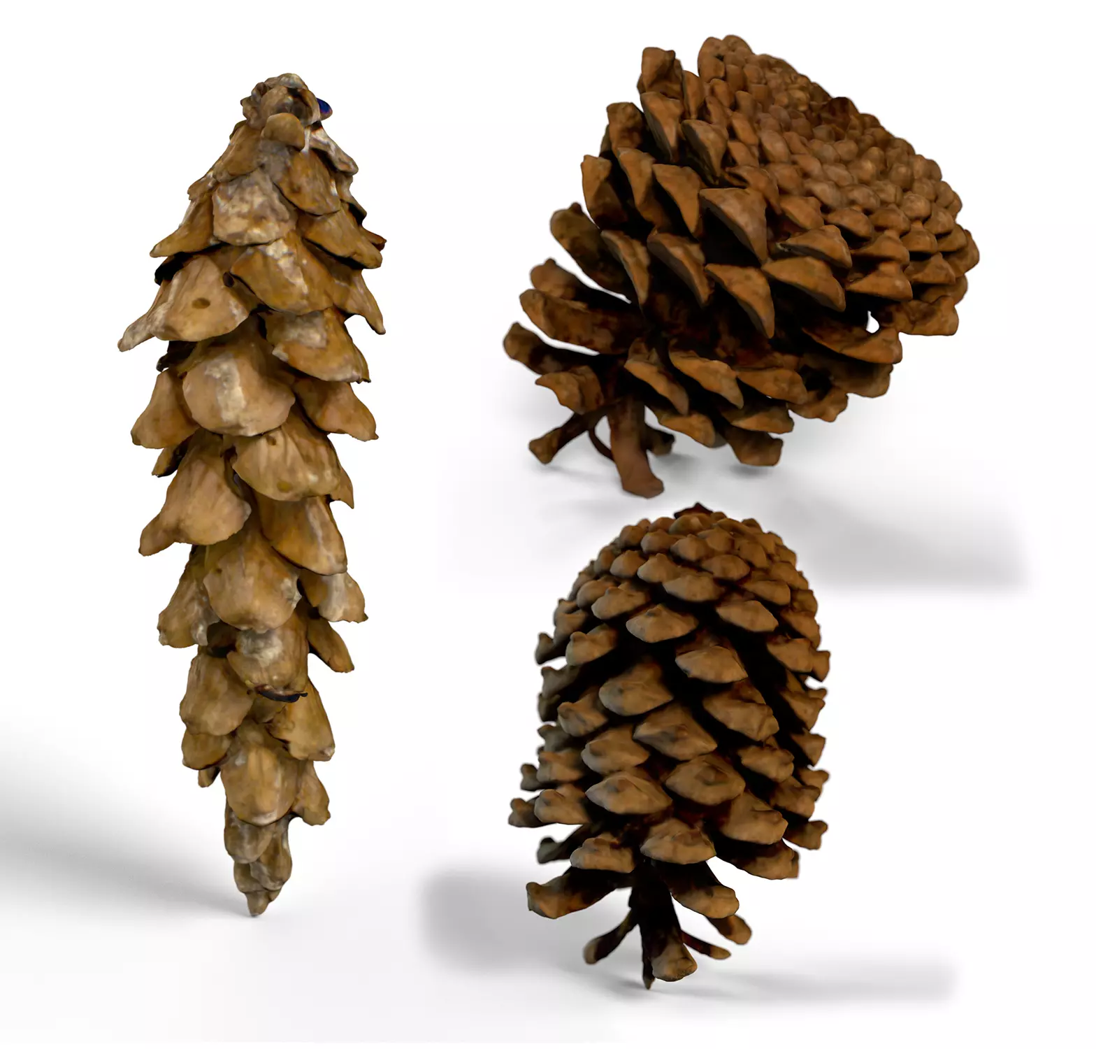 3 pinecones pine cone 3D model