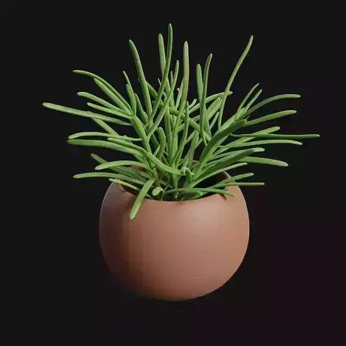 Succulent Senecio Barbertonicus