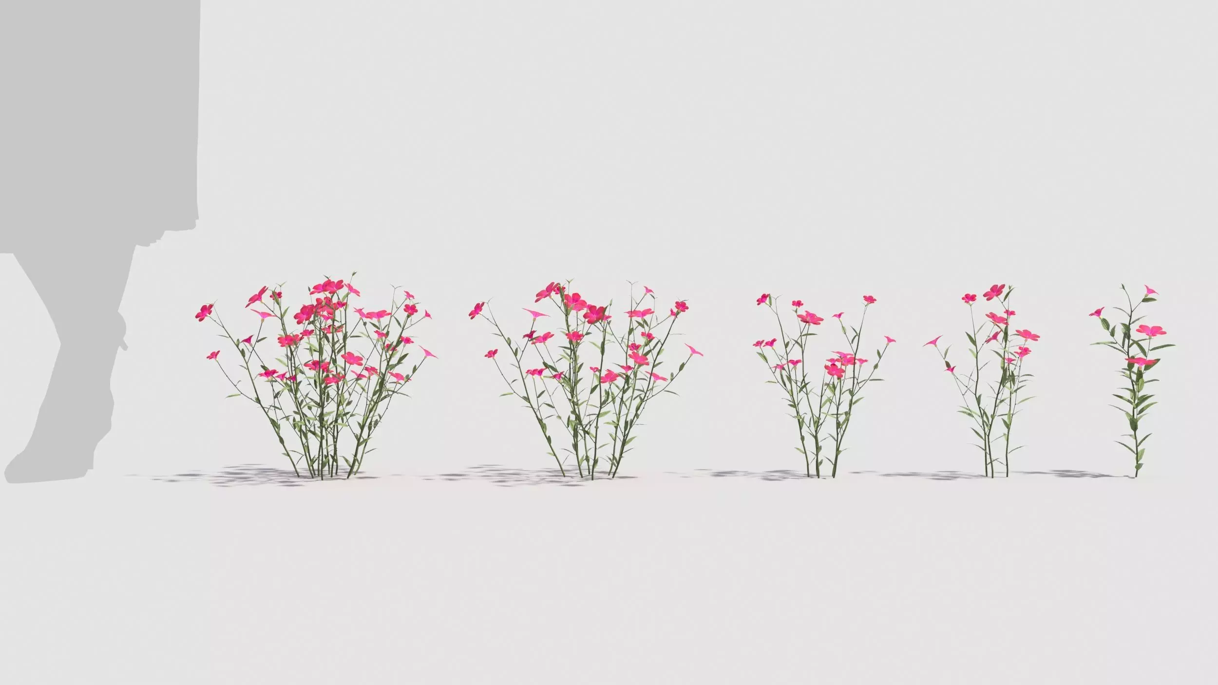 Myosotis flowers 3D model_0