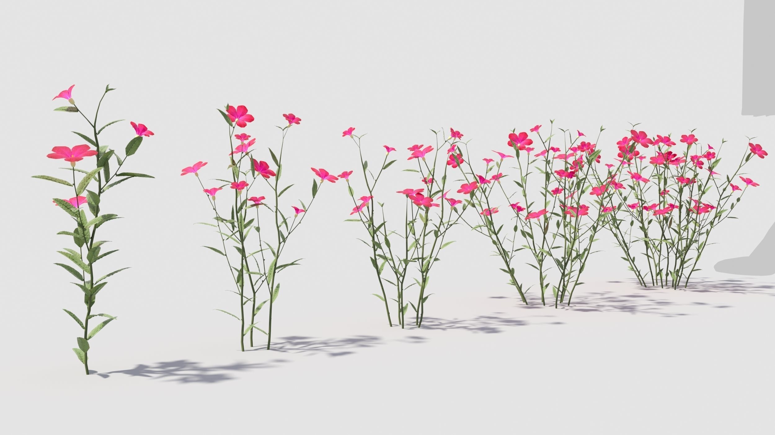 Myosotis flowers 3D model_2