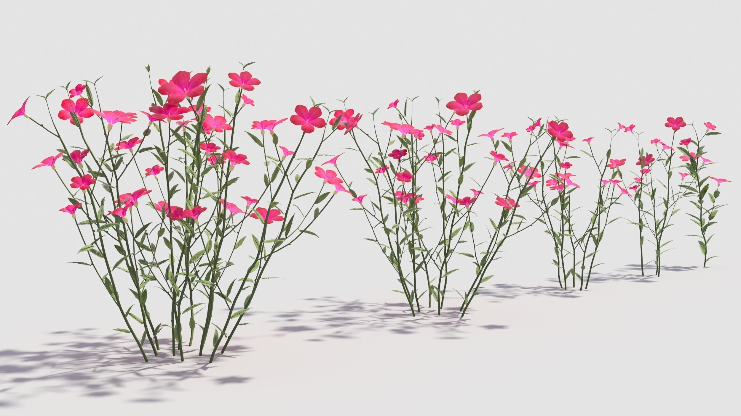 Myosotis flowers 3D model_1