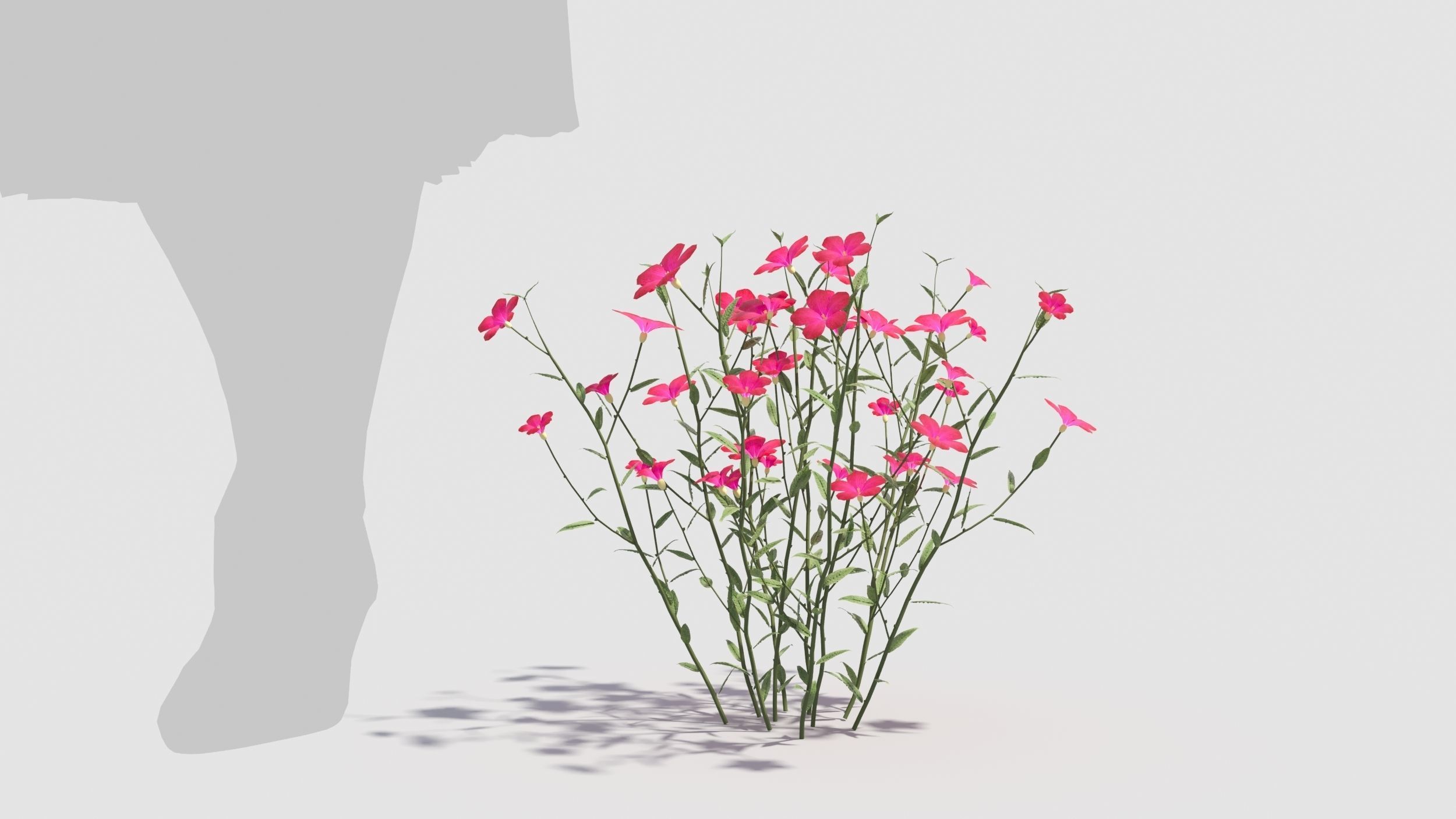 Myosotis flowers 3D model_3